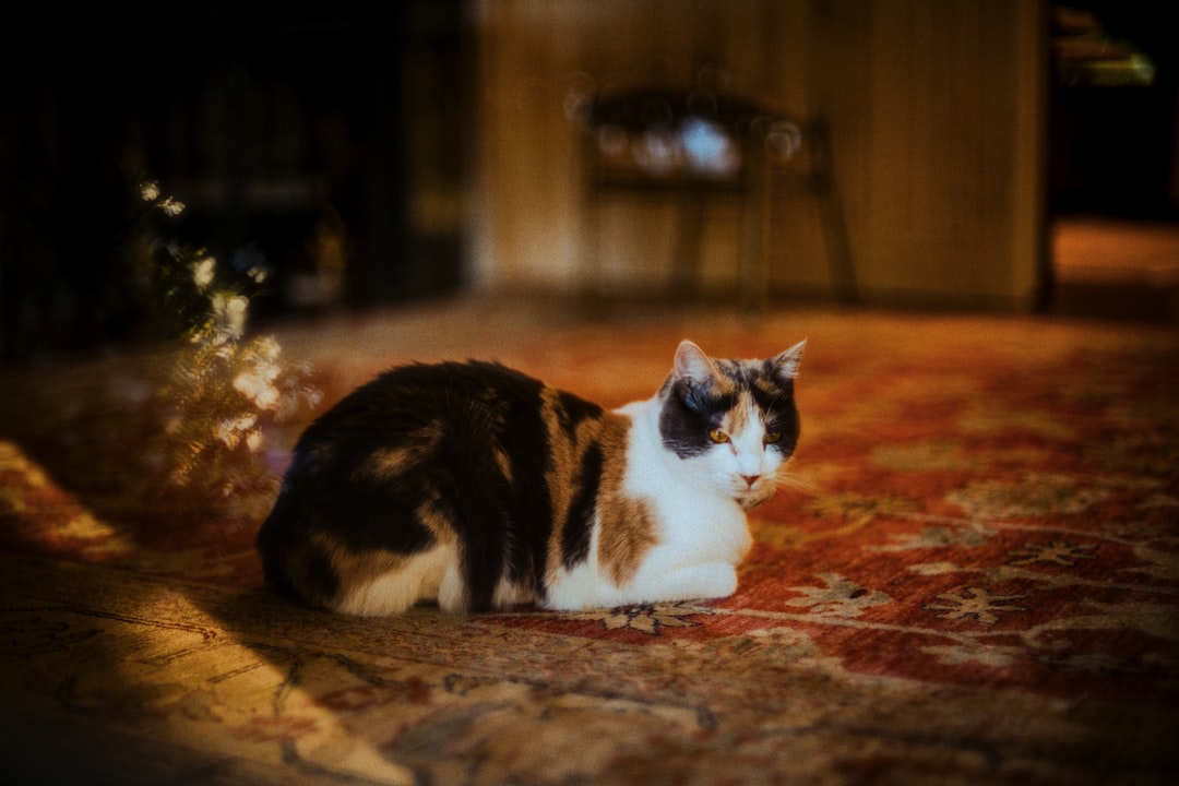 An adopted cat relaxing at home in Kingsburg