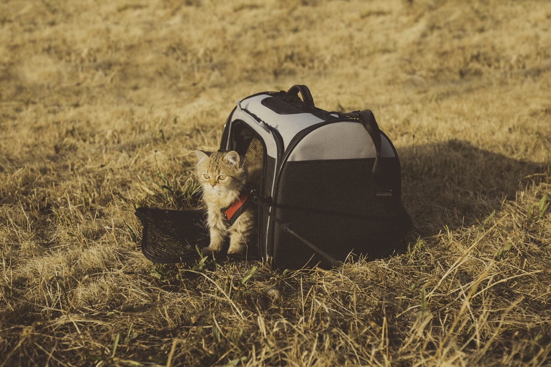 A secure carrier prepared for adoption day in Kingsburg
