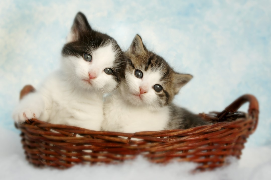 Kittens available for adoption near Kingsburg