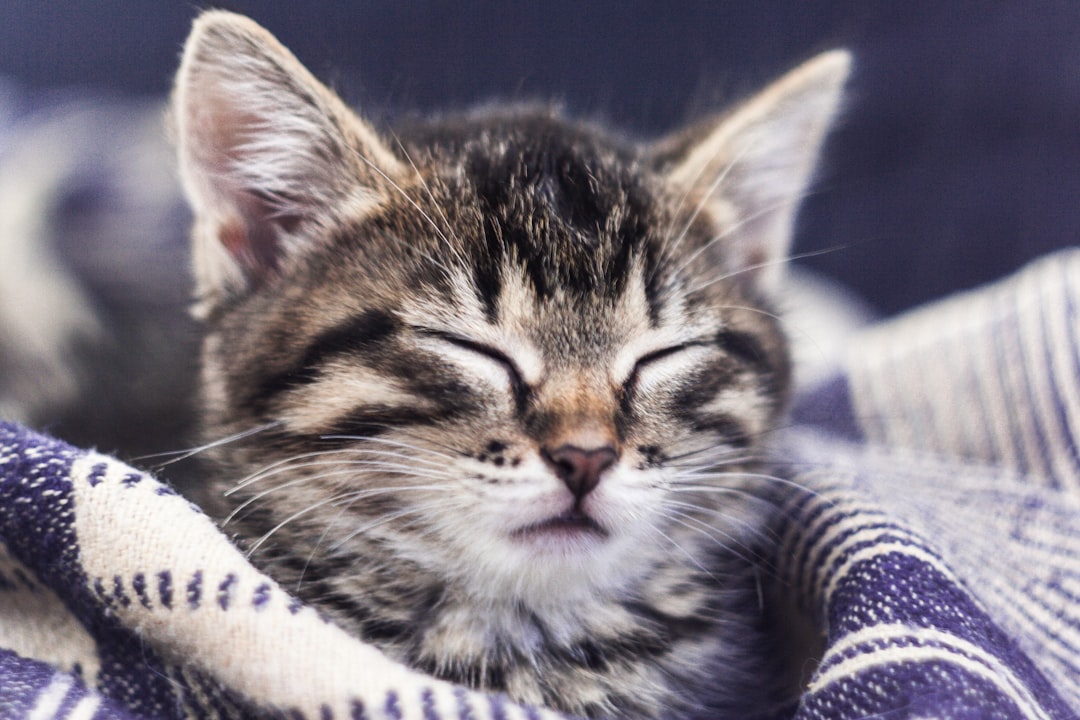 Kittens dehydrate rapidly and need faster escalation