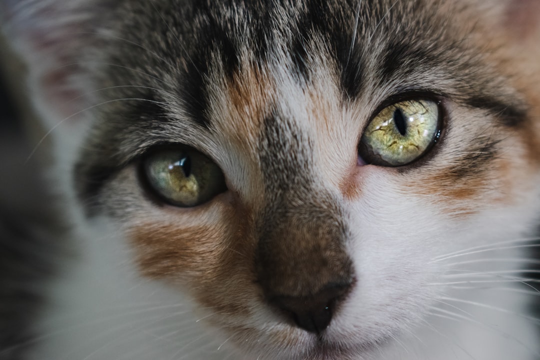 Sealed or crusted eyes in a kitten need same-day attention