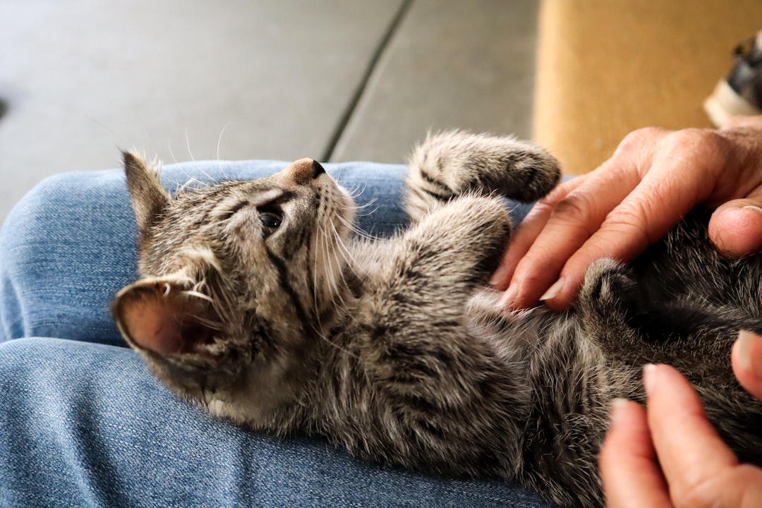 A kitten being health checked as part of the adoption process