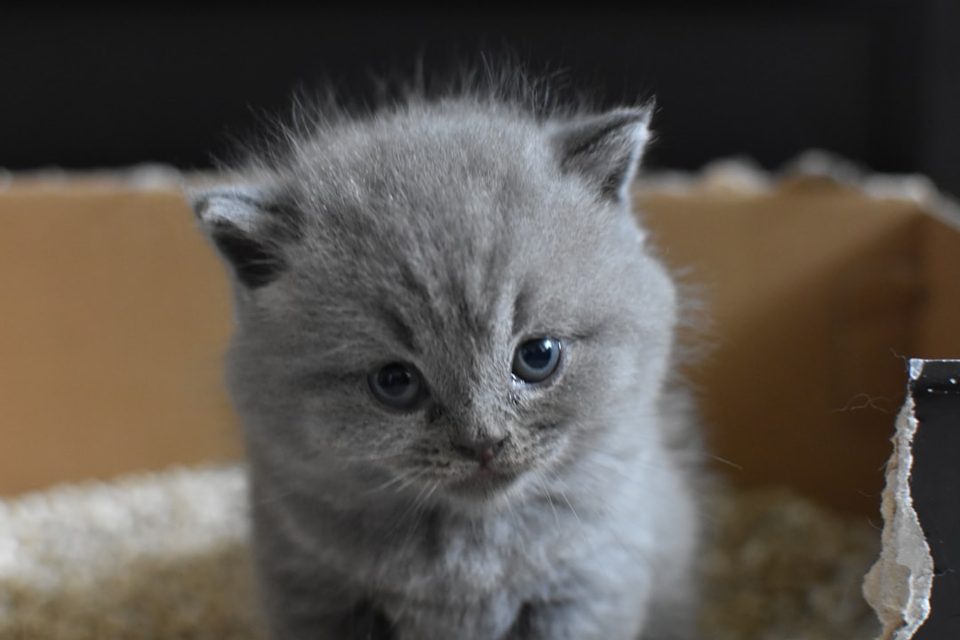 A kitten using a litter tray with a non-clumping safe substrate