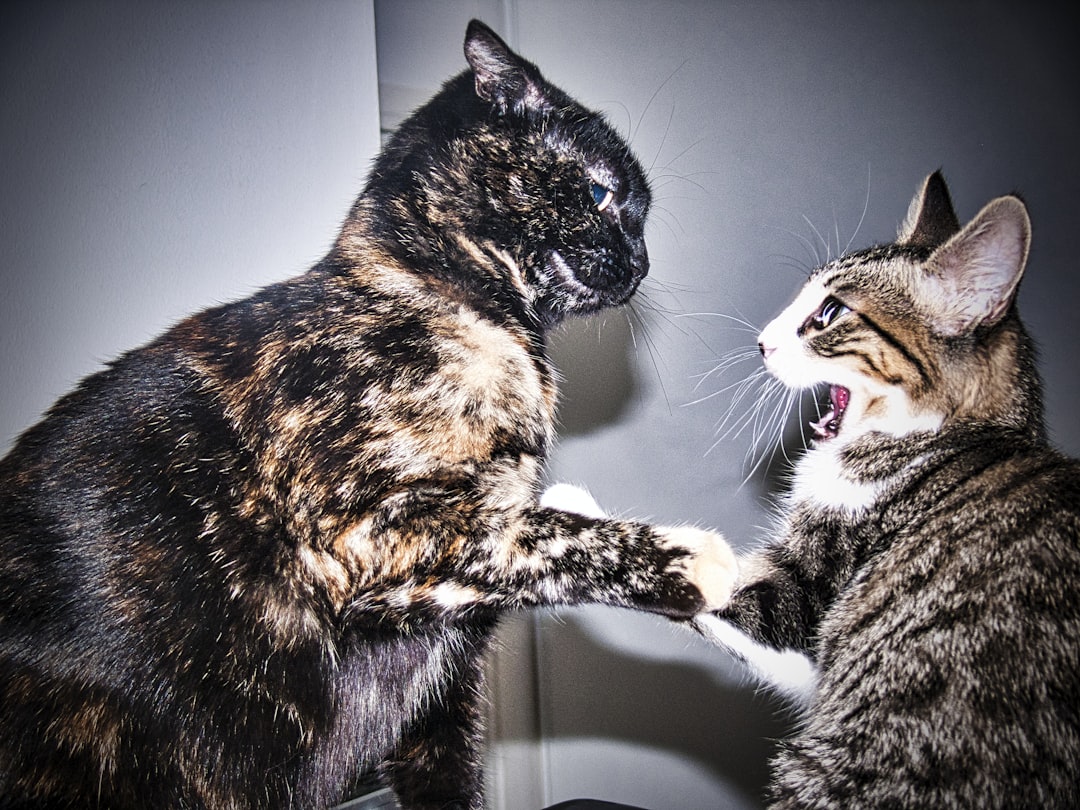 Kittens learn bite inhibition through play with littermates