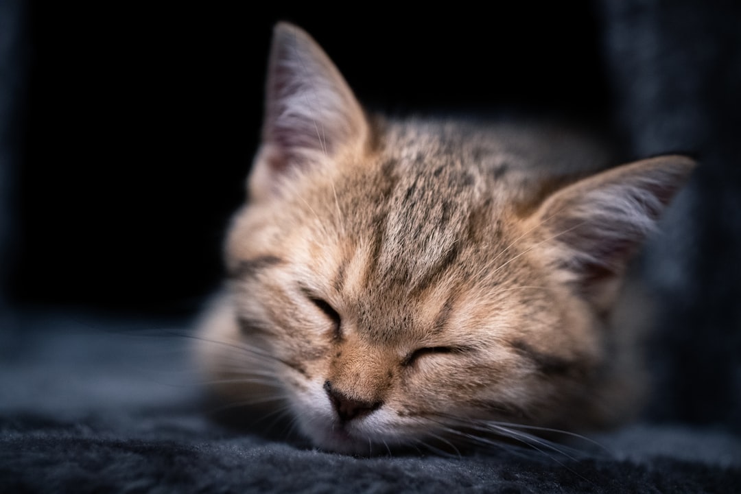 Kittens are the group most affected by roundworm