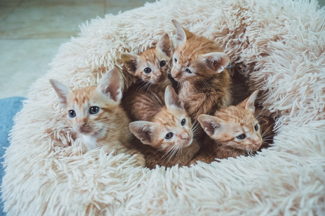 Kitten season concentrates demand into a few months