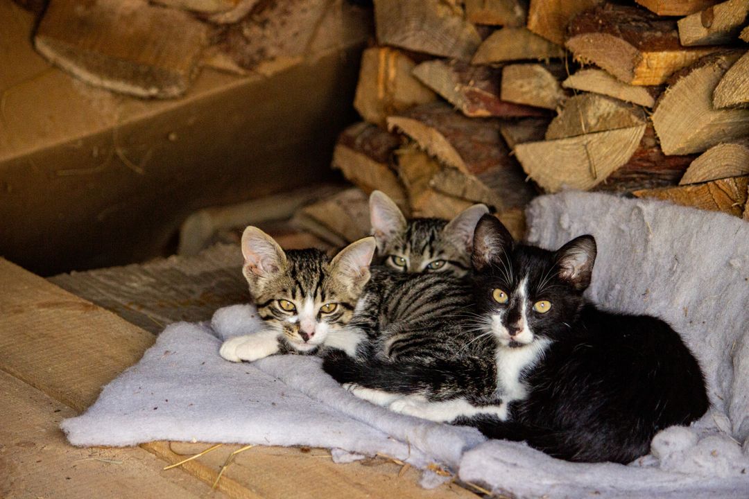 Kittens are available through rescues, contrary to common assumption
