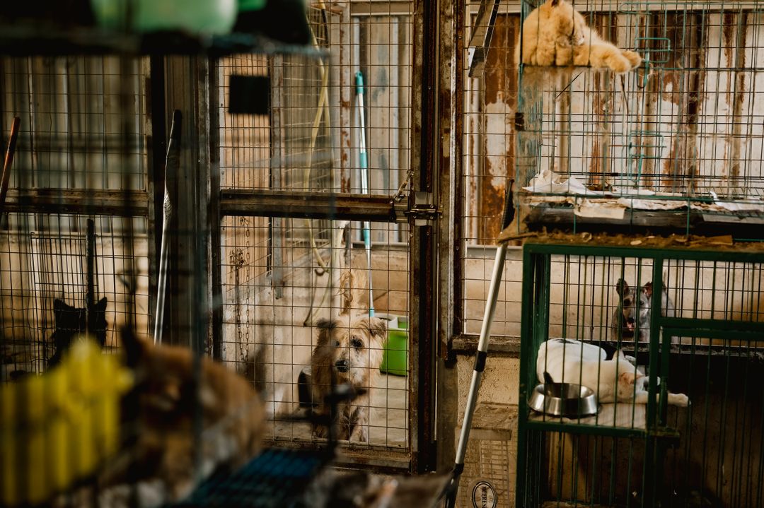 A larger shelter organisation with different strengths