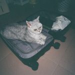 A cat beside packed luggage as its owner prepares to travel