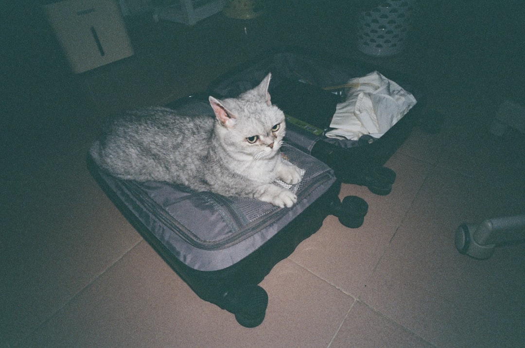 A cat beside packed luggage as its owner prepares to travel