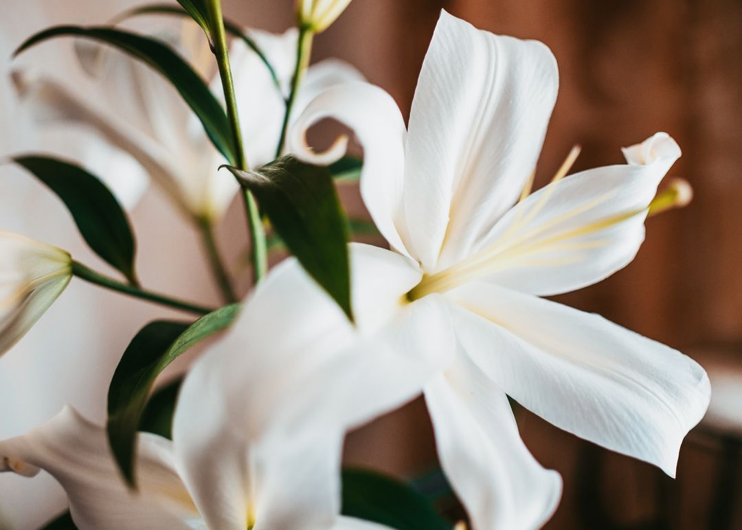Lilies are the single most dangerous common plant for cats