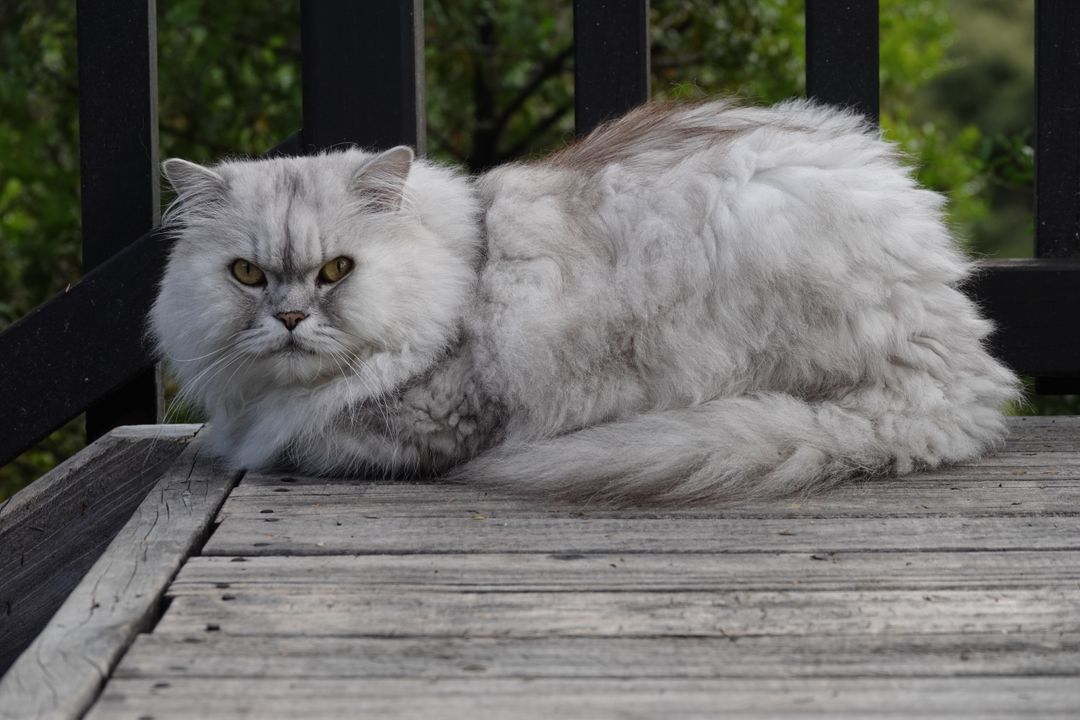 Long-haired cats need daily brushing to prevent matting