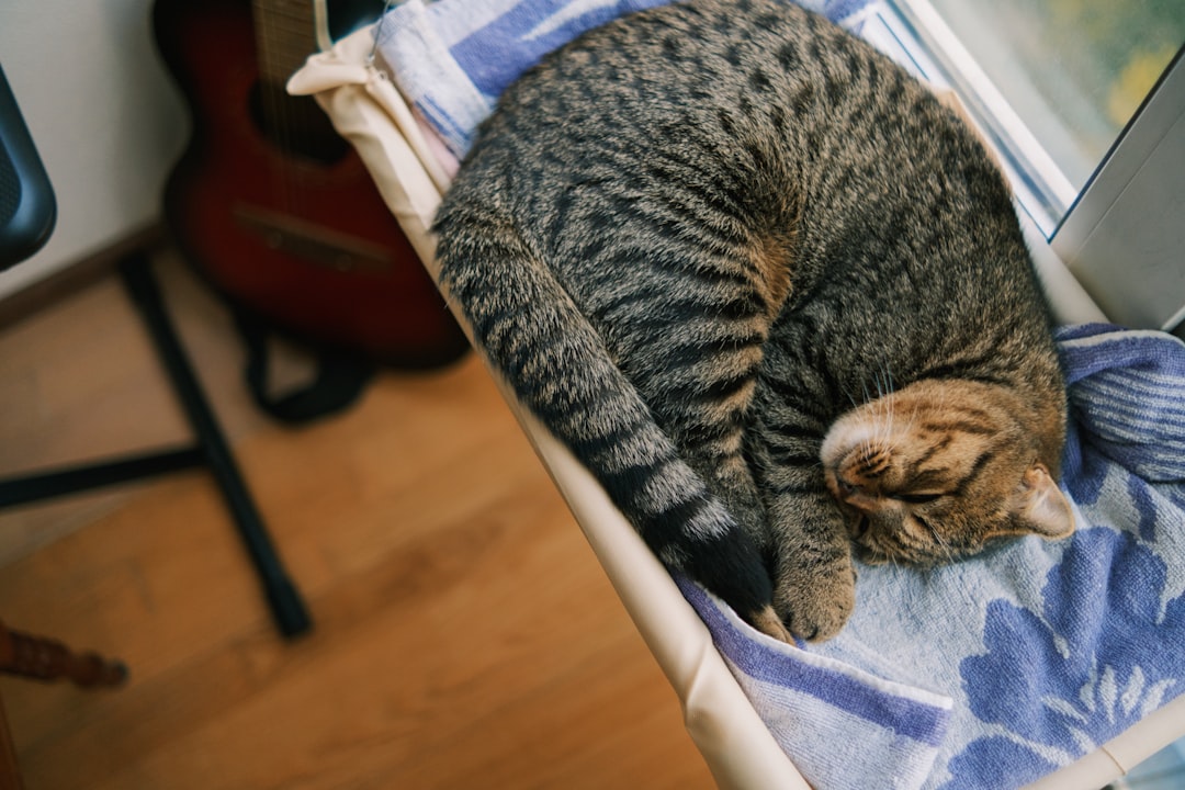 A newly adopted cat curled up at home in Los Banos