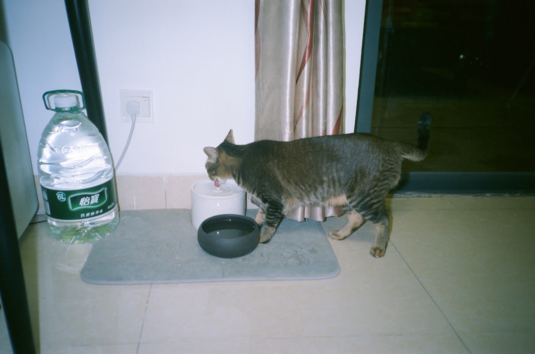 A cat drinking water indoors during a hot Central Valley summer