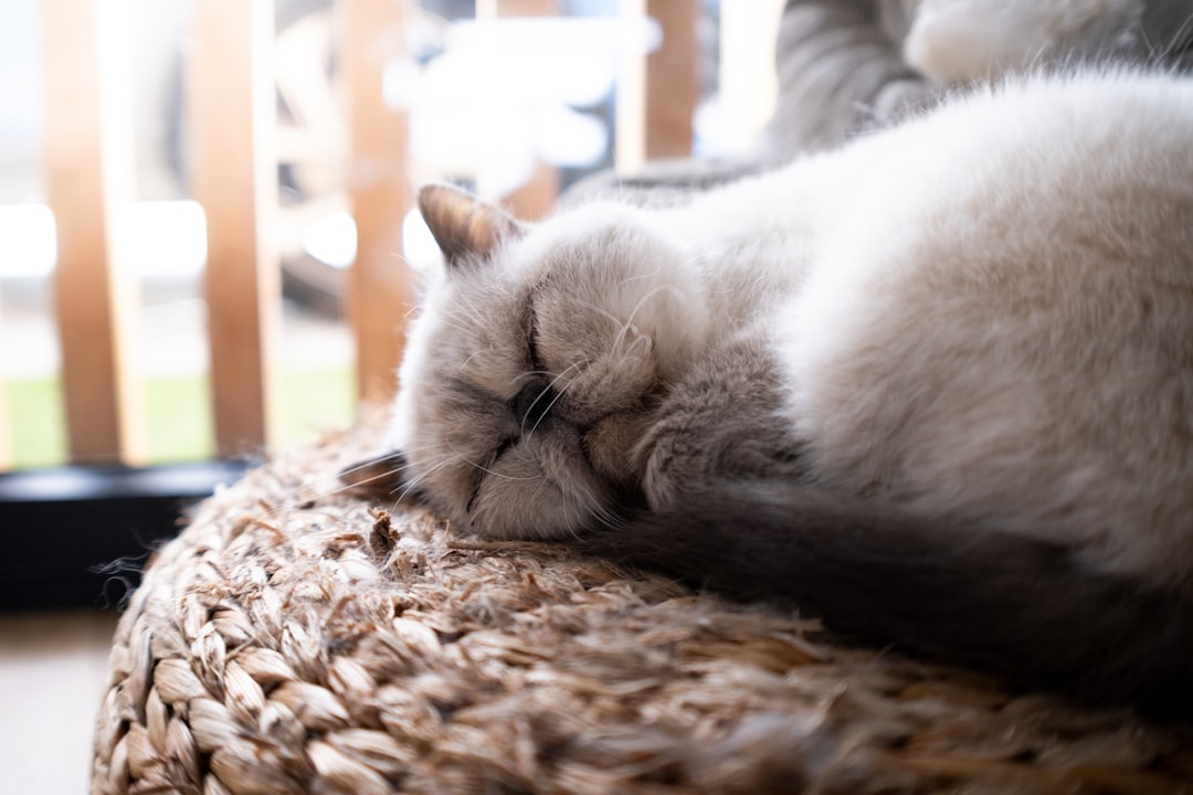 Kittens available for adoption during kitten season near Los Banos