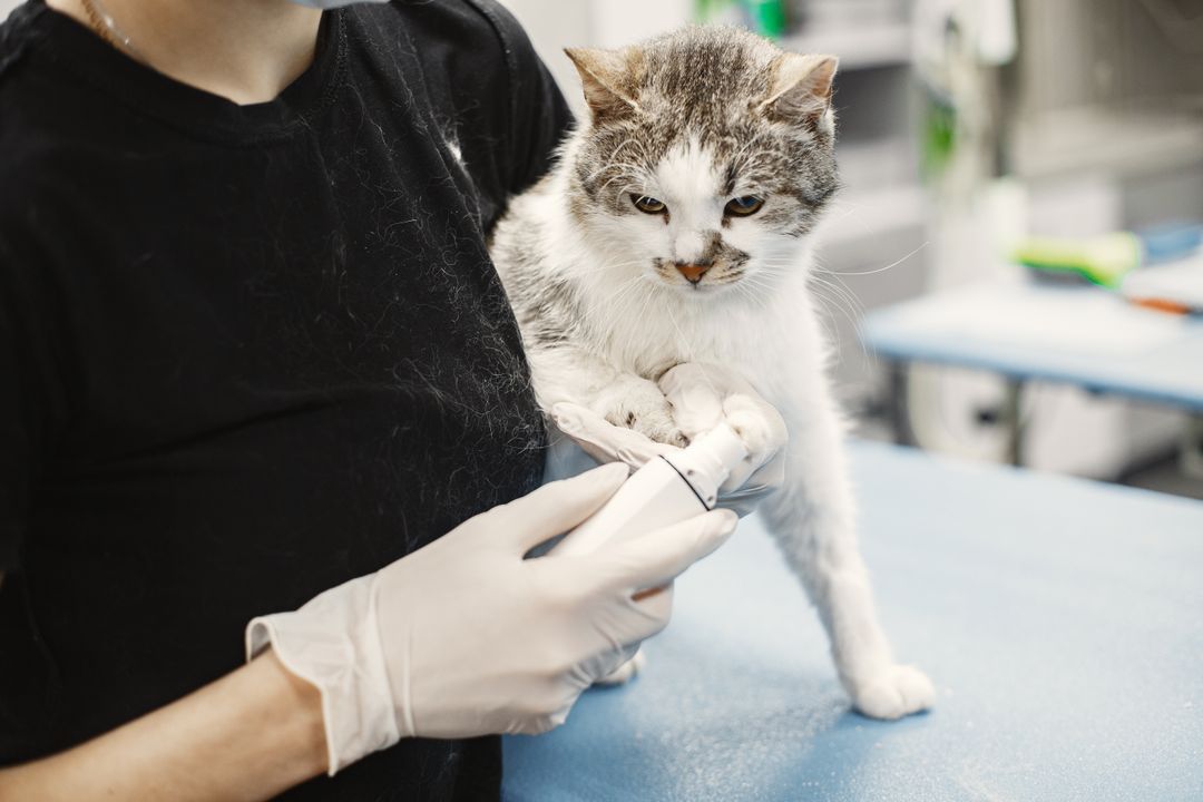 Low-Cost Spay and Neuter in Fresno: Every Option Compared