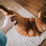 Checking a cat for lumps during routine handling