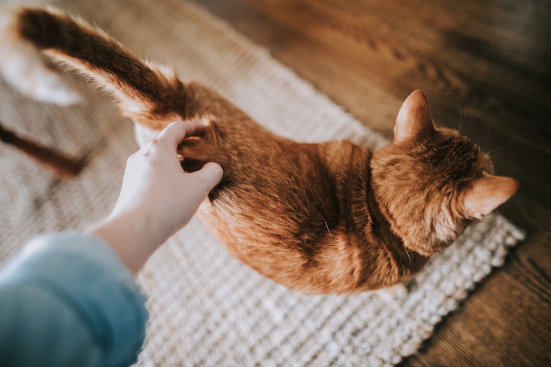 Checking a cat for lumps during routine handling