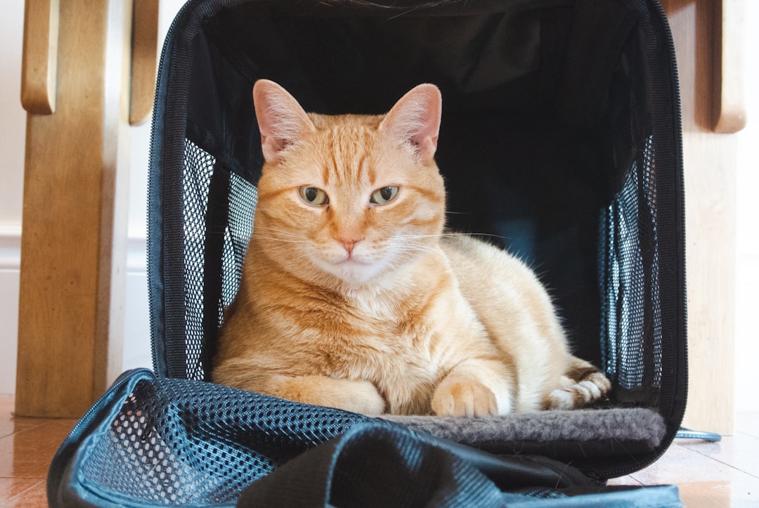 A secure carrier ready for the drive home on adoption day in Madera