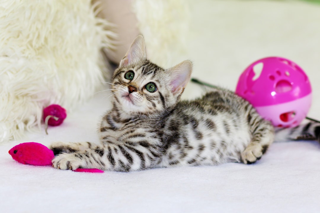 A young kitten playing while waiting for adoption in Madera