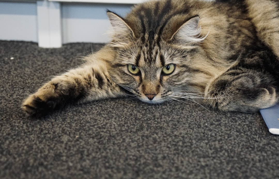 A newly adopted cat cautiously exploring its new Madera home