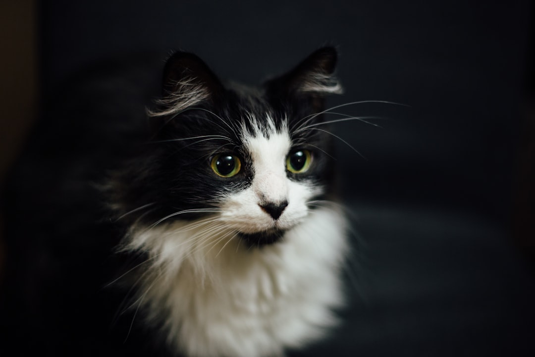 A calm adult cat of the kind often overlooked at Madera shelters