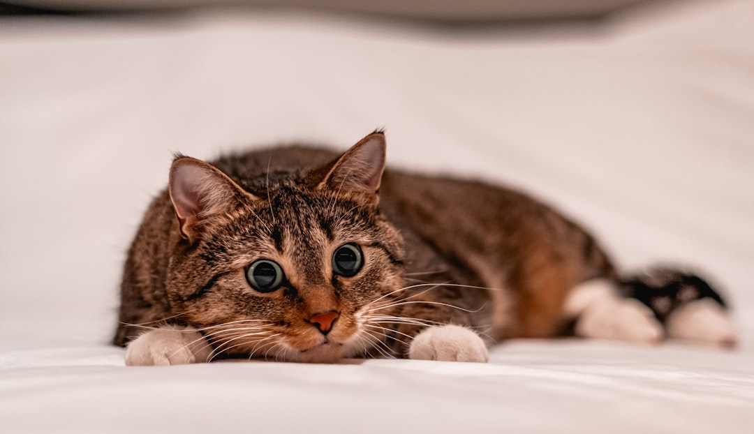Male cats are at far higher risk of urinary blockage