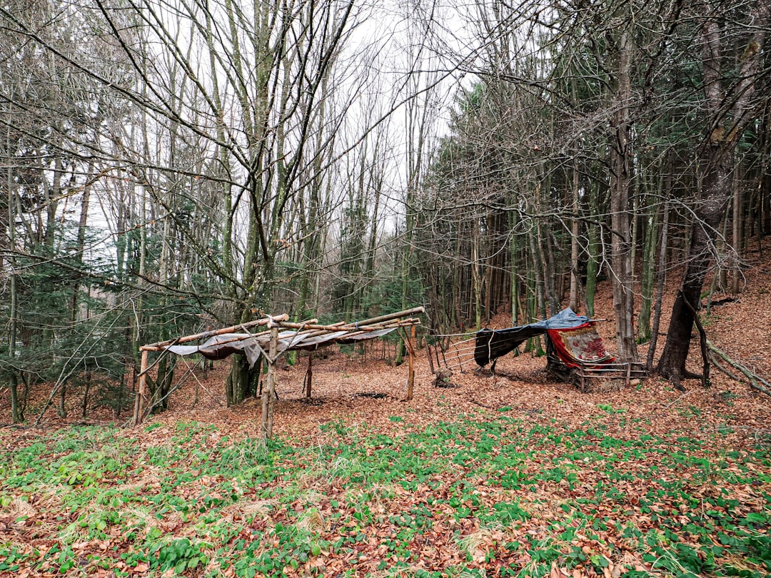 Multiple traps set for a large-scale community cat operation