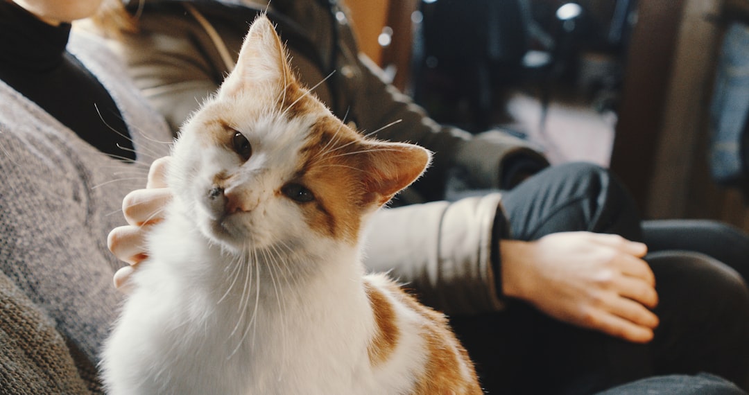 Matching a cat temperament to the right household