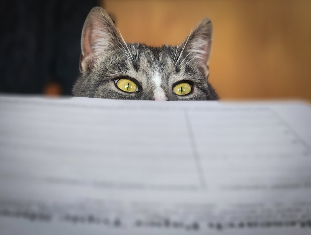 Completing a cat adoption application before choosing an animal