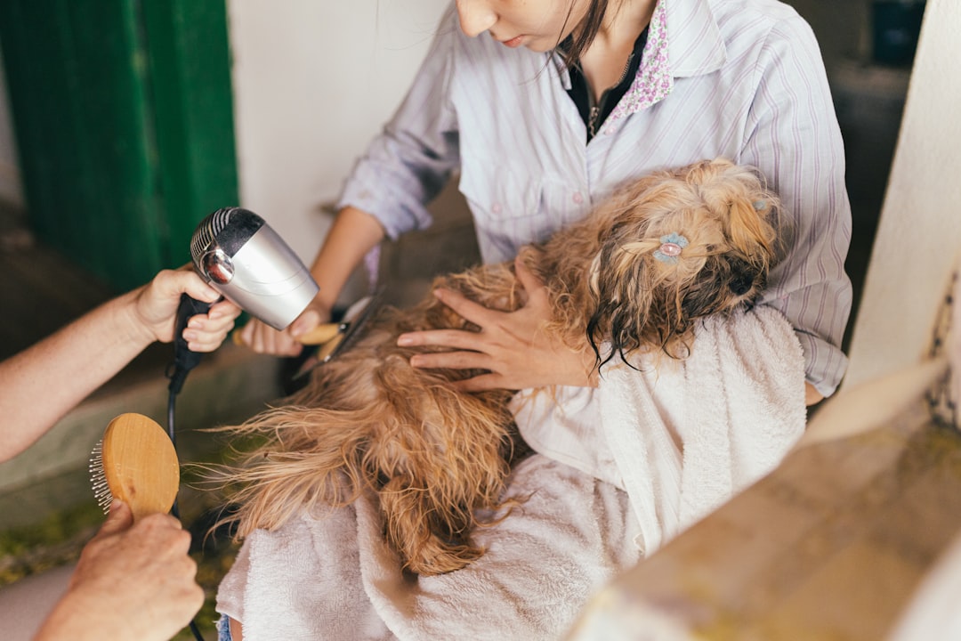 Scanning a stray cat for a microchip before assuming it is unowned