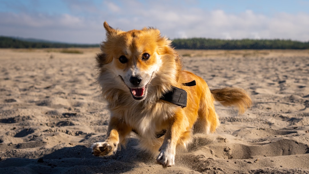 A handheld scanner reading a cat microchip