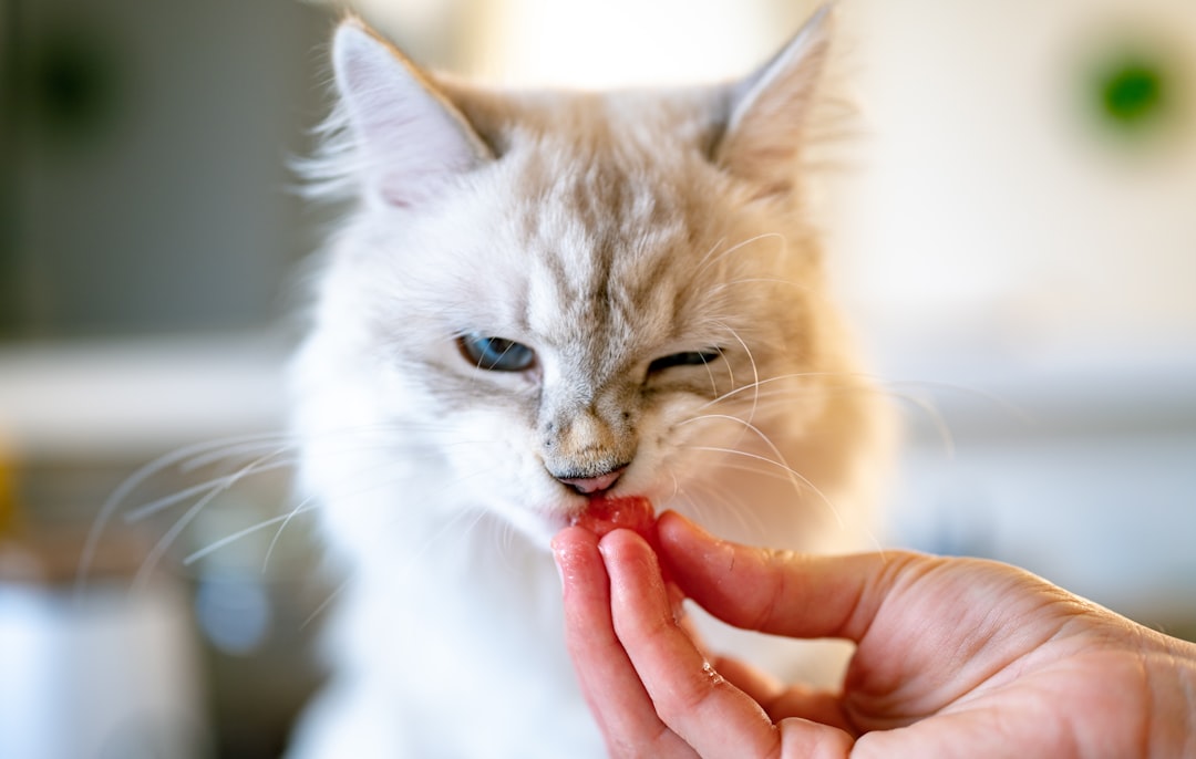 Monthly preventive treatment is the only reliable protection