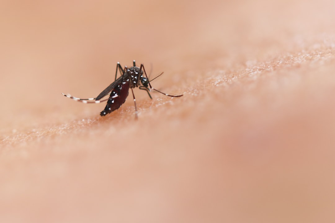 Mosquitoes transmit heartworm, including to indoor cats