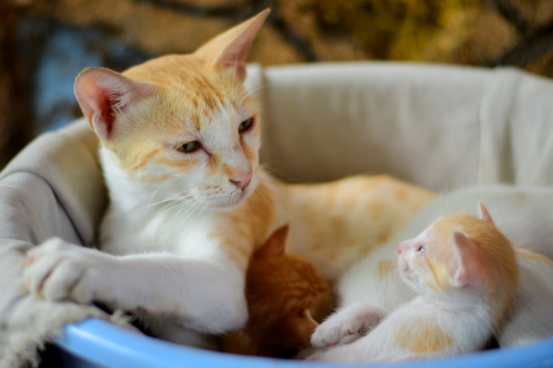 A mother cat returning to nurse her kittens