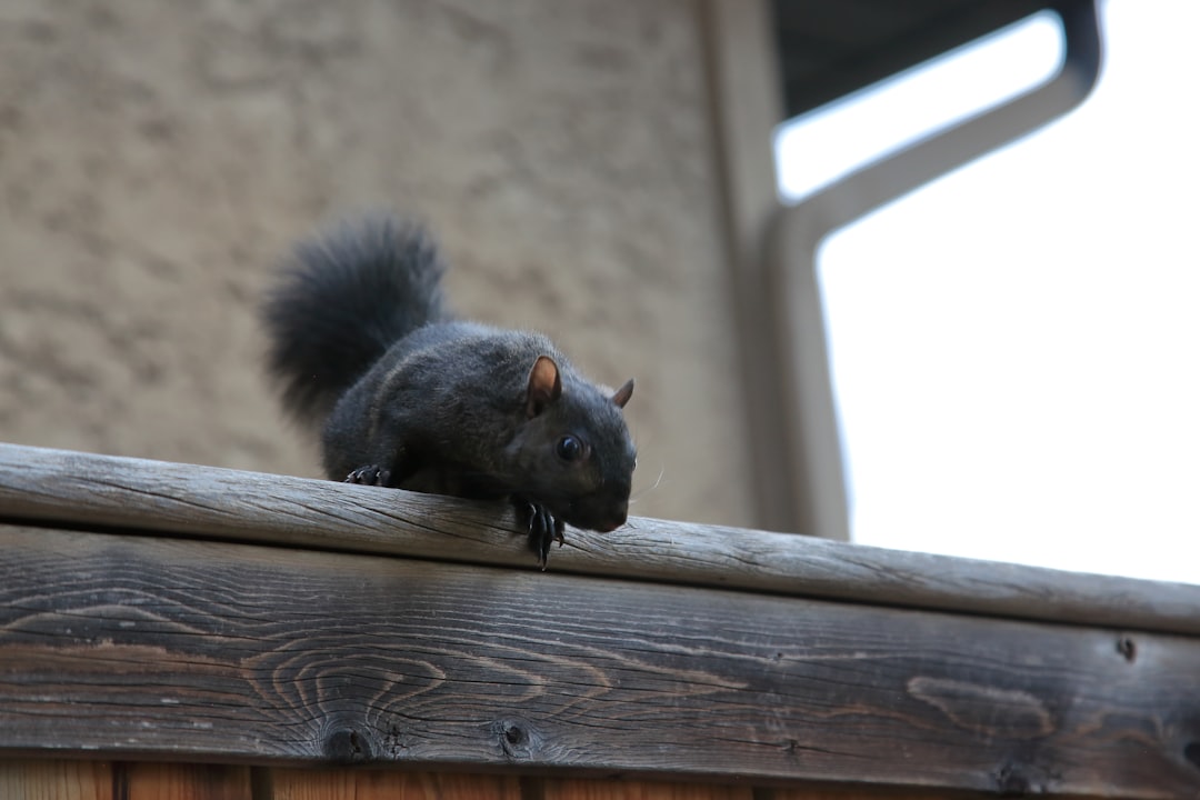 Neighbour Complaints About Community Cats: How to Resolve Them