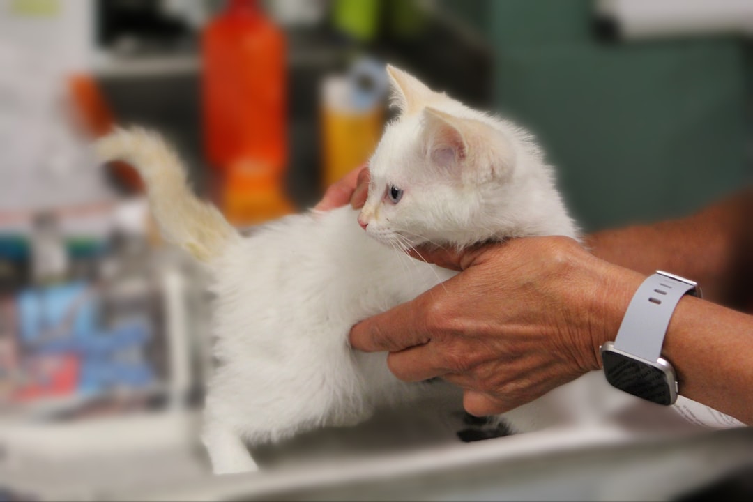 A veterinarian examining a very young kitten