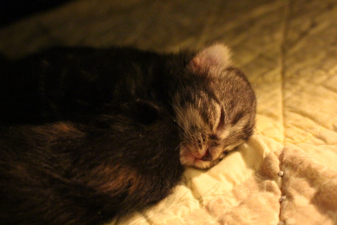 A newborn kitten with eyes still closed, under one week old