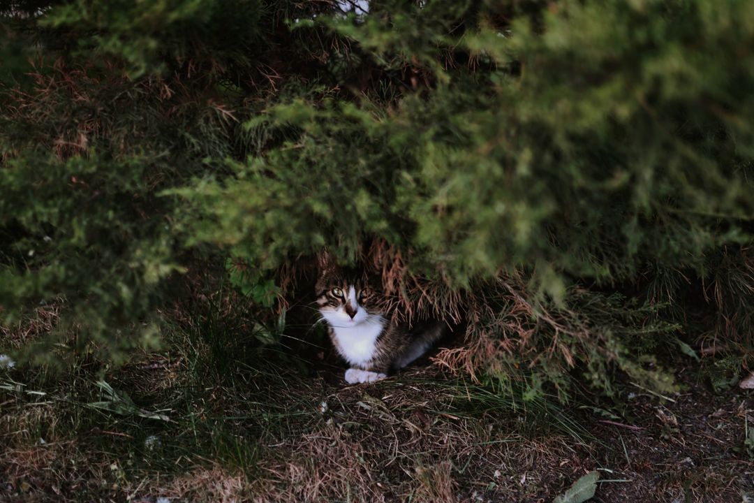 A hidden nest of newborn kittens discovered in a garden