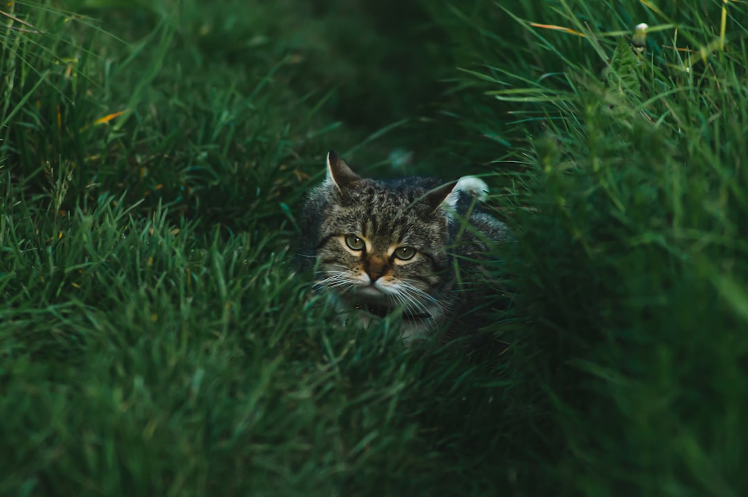 An outdoor cat displaying natural hunting behaviour