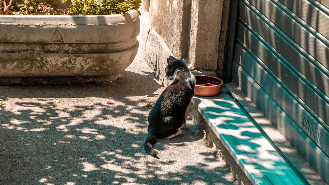 An outdoor cat drinking from a fresh water bowl