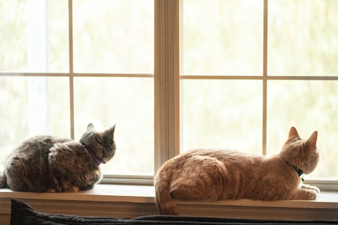 A visiting cat outside a window is a common spraying trigger