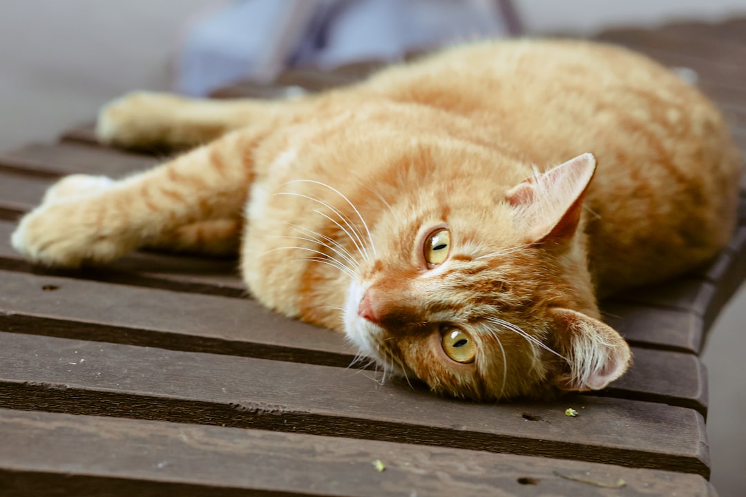 Excess weight is the largest modifiable risk factor for feline diabetes