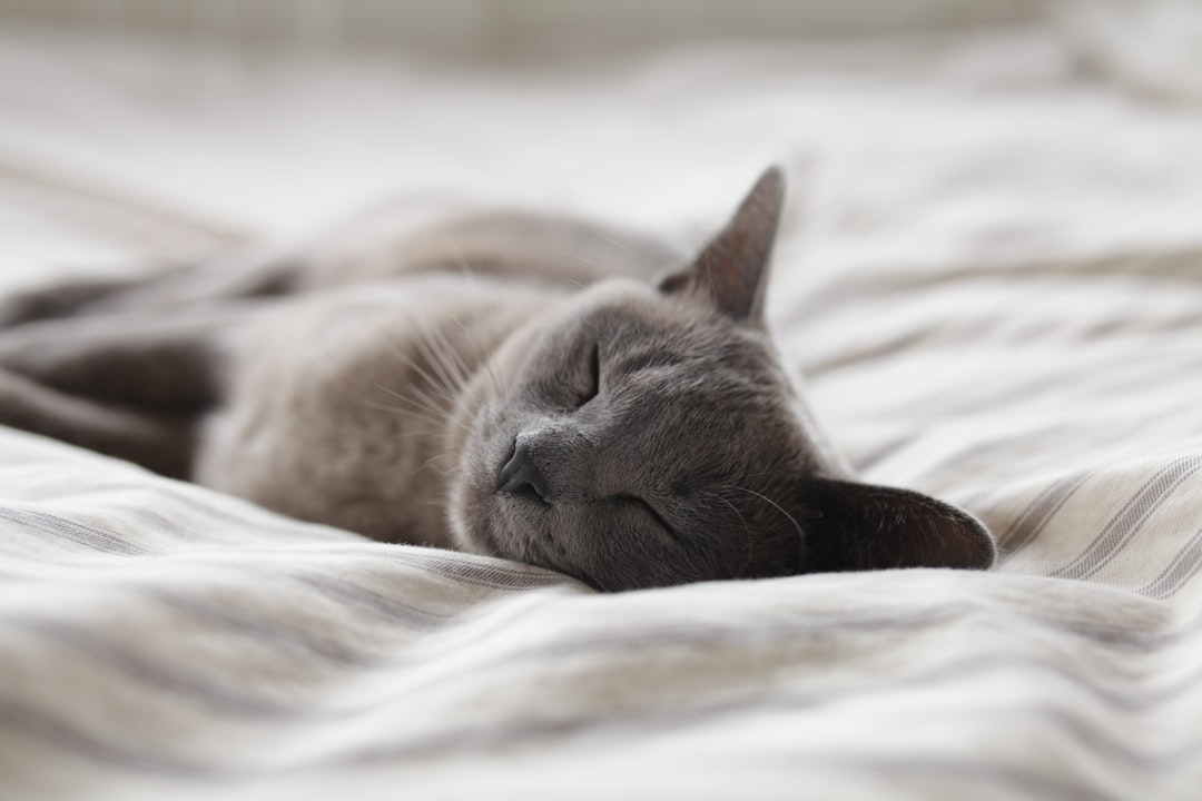 A cat comfortable on soft bedding during palliative care