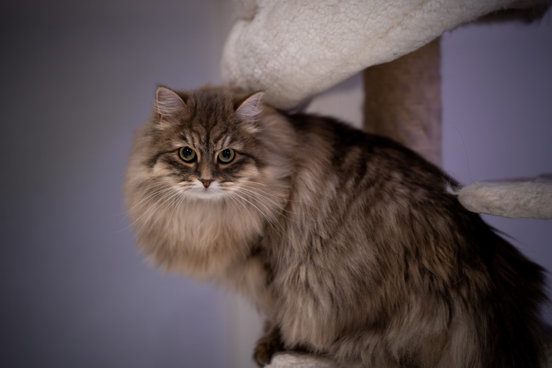 A pedigree cat of the kind obtained from a registered breeder