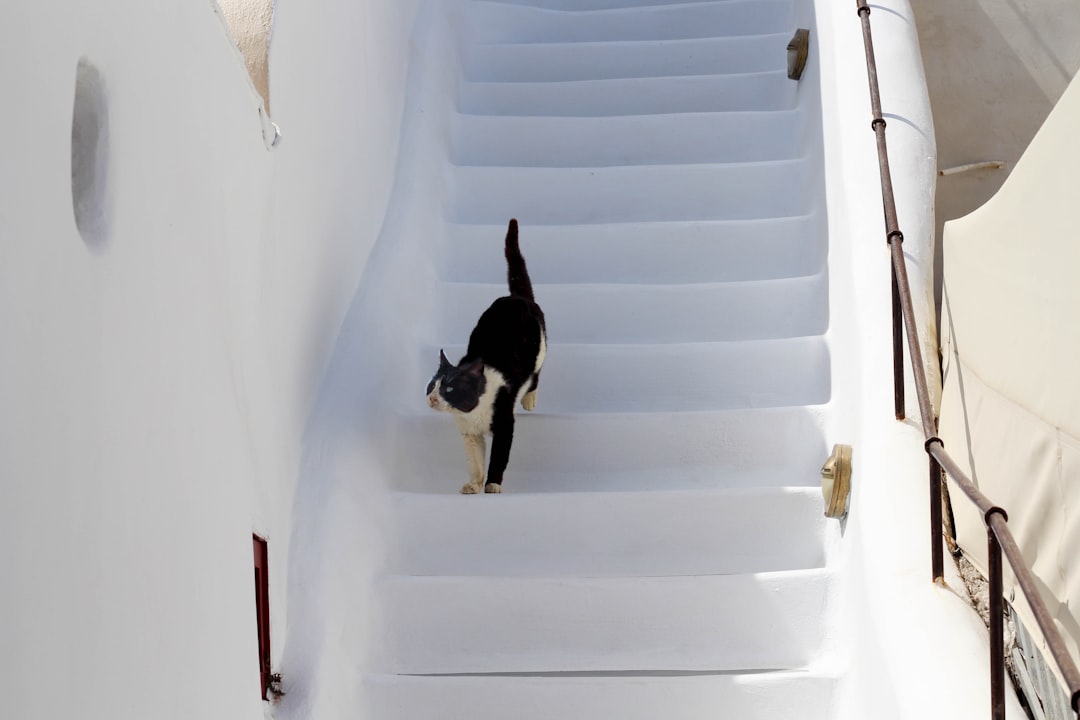 Steps and ramps restore access for a cat with sore joints