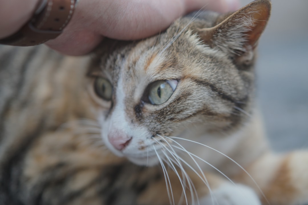 Petting-induced aggression is a common and misread behaviour