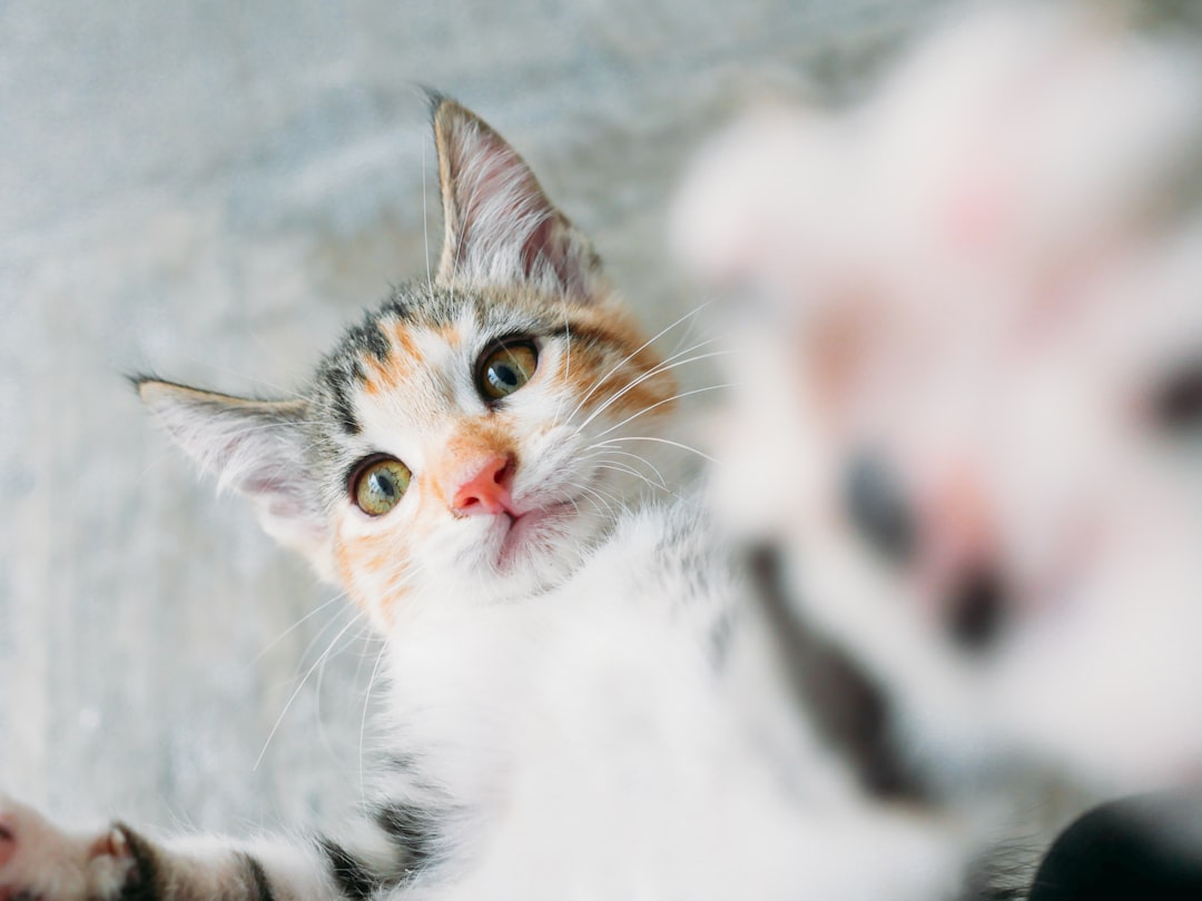 A phone camera is enough for good adoption listing photographs
