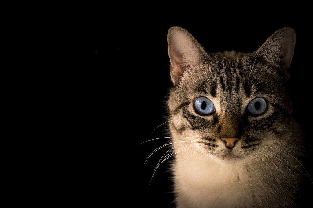 How to Photograph Shelter Cats So They Actually Get Adopted