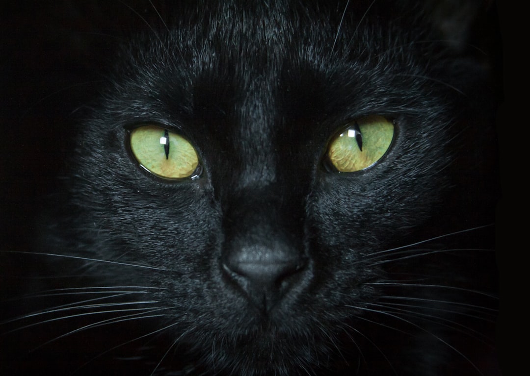 Black cats need deliberate exposure to show detail in an adoption photo